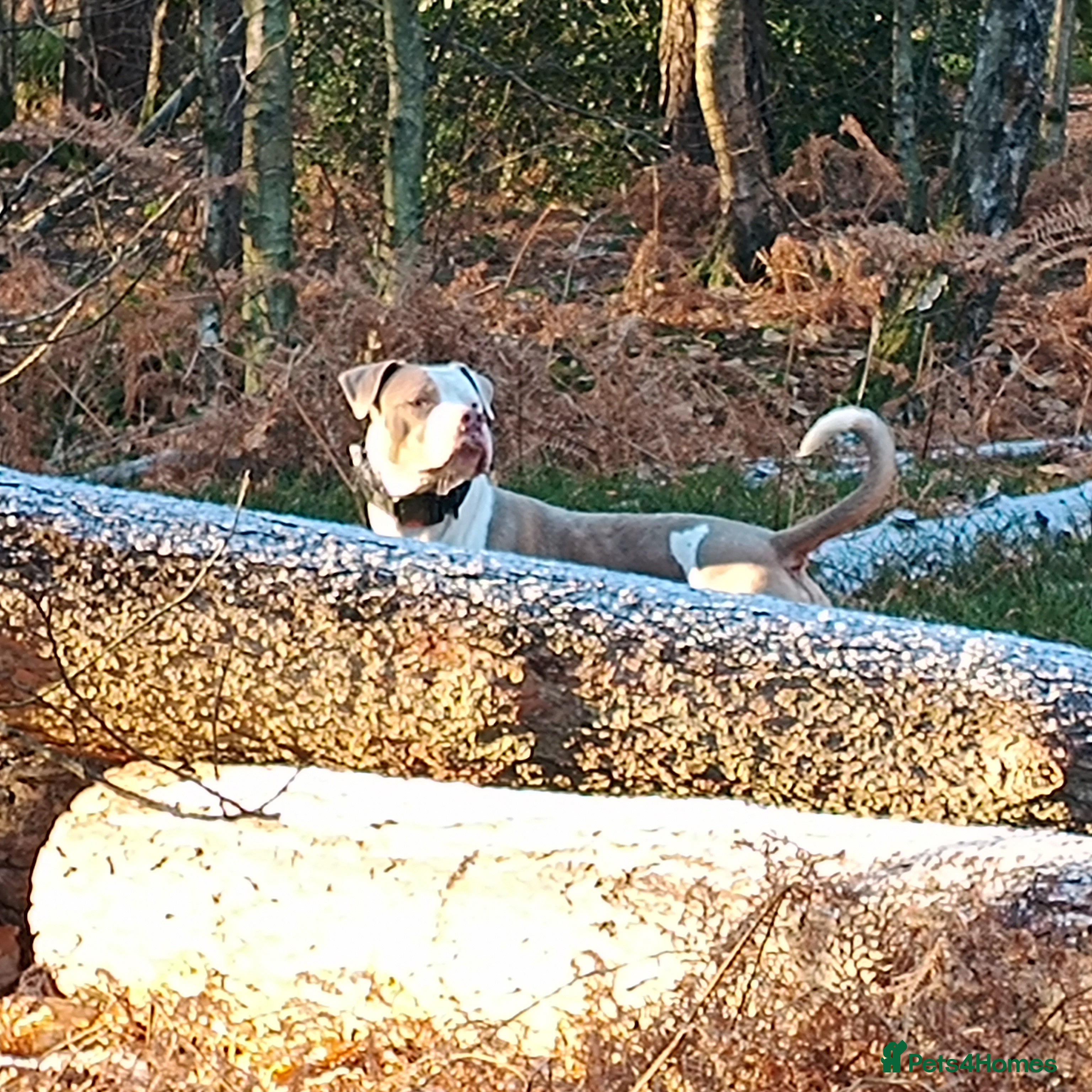 American Bulldog dogs Two years old American Bulldog  - Advert 1