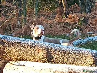 American Bulldog dogs Urgent!! Two years old American Bulldog - Advert 4