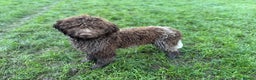 Lagotto Romagnolo dogs for sale: Beautiful boy looking for his forever home - Advert 3