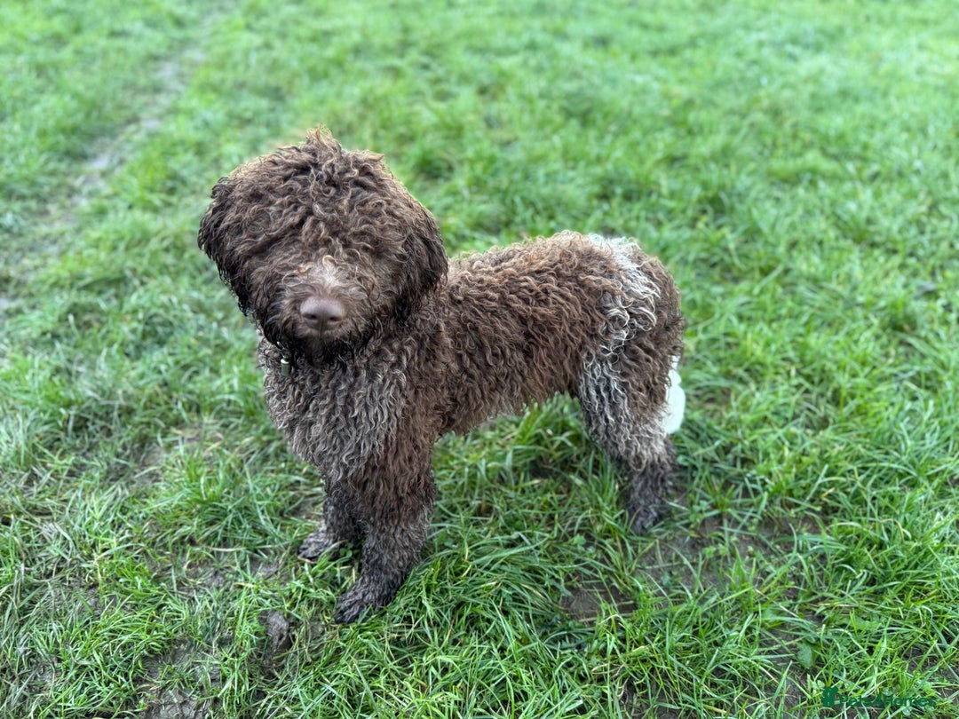 Lagotto Romagnolo dogs for sale: Beautiful boy looking for his forever home - Advert 3