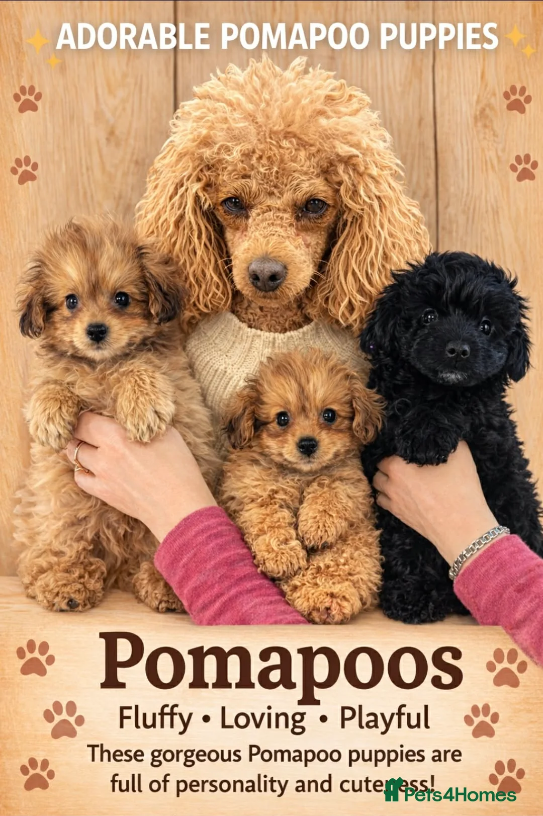 Pomapoo dogs for sale: Cupcakes little cakes 🍰  - Advert 1