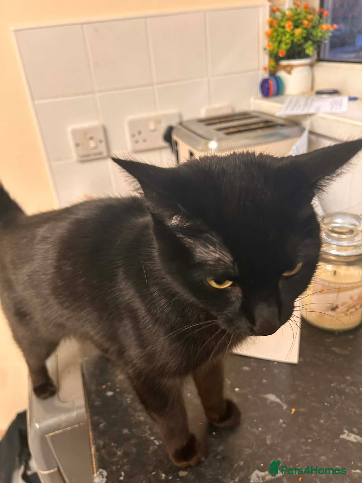 Domestic Shorthair cats 4 year old female cat for rehoming - Advert 1