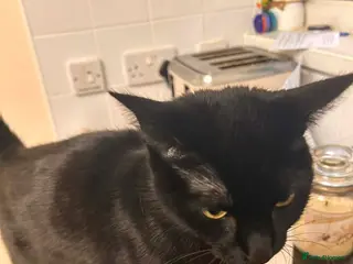 Domestic Shorthair cats 4 year old female cat for rehoming - Advert 3