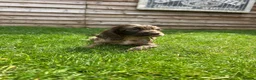 Cockapoo dogs for sale: Stunning F1 Miniature Cockerpoo Puppies - Advert 8