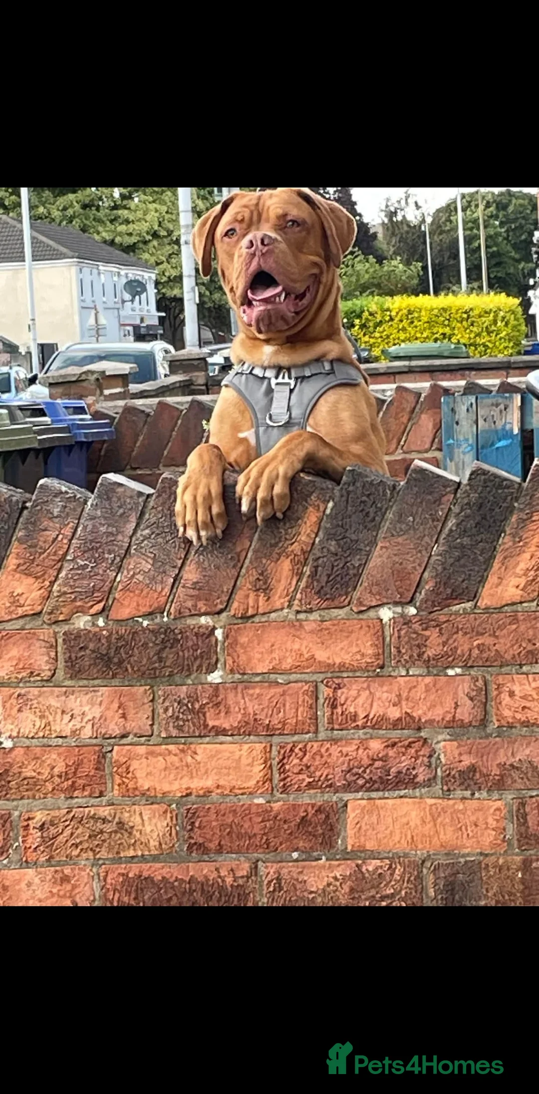 Dogue De Bordeaux dogs for sale: Male owner  - Advert 2