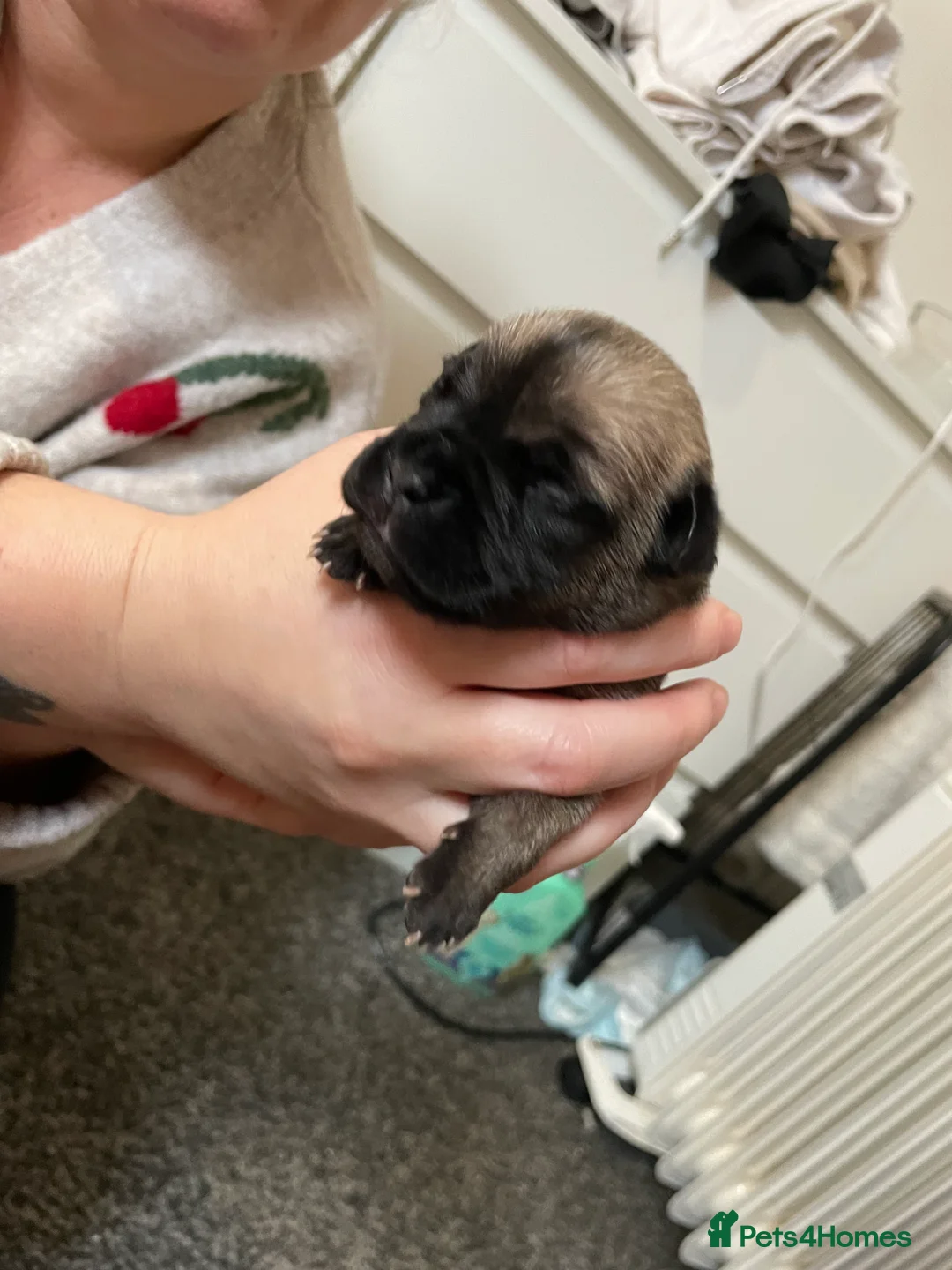 Bullmastiff dogs for stud: Lenny is up for stud  - Advert 9