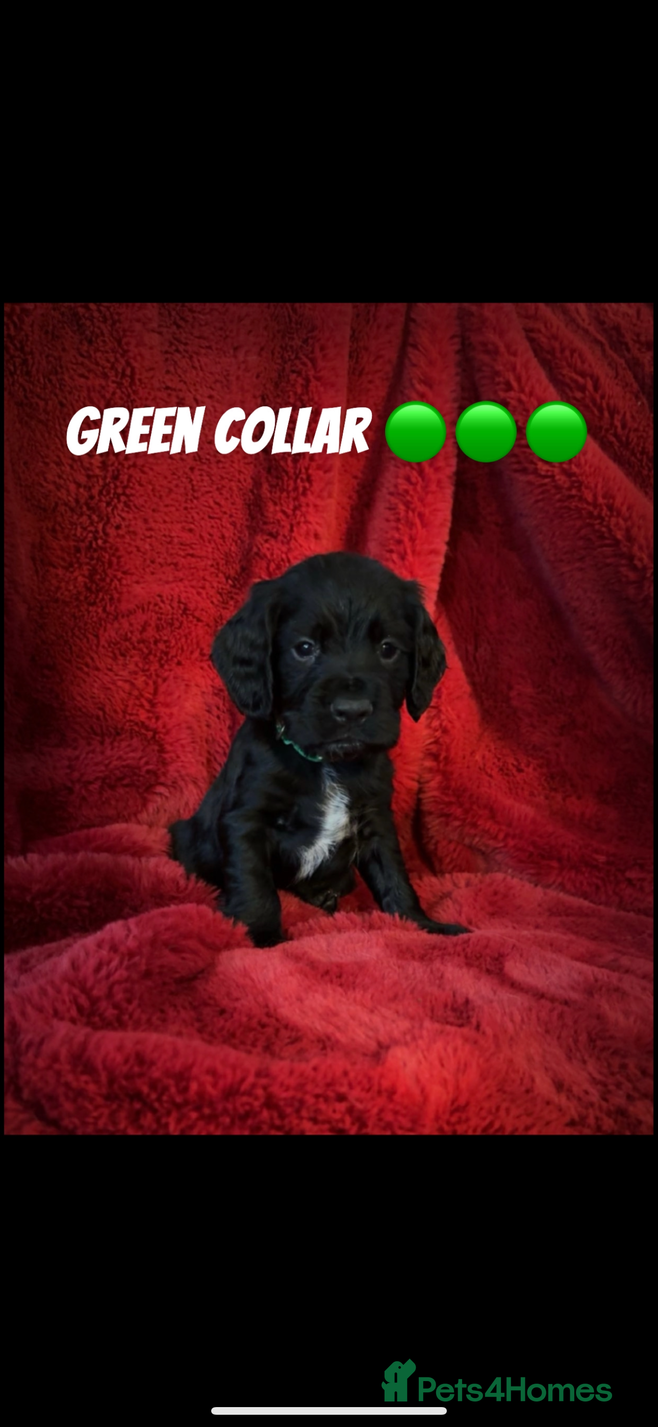 Cocker Spaniel dogs Working cocker spaniel puppies  - Advert 6