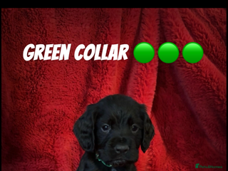 Cocker Spaniel dogs Working cocker spaniel puppies - Advert 5