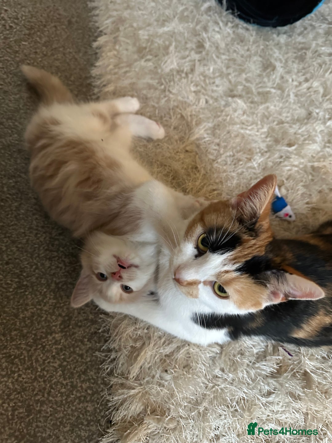 Mixed Breed cats for sale: Beautiful and affectionate 1 year old male - Advert 5