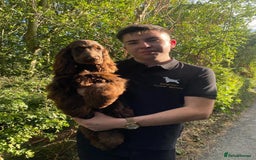 Cocker Spaniel dogs for sale: ✨ Sangriseo Show Cocker Spaniels Waiting List - Image 1