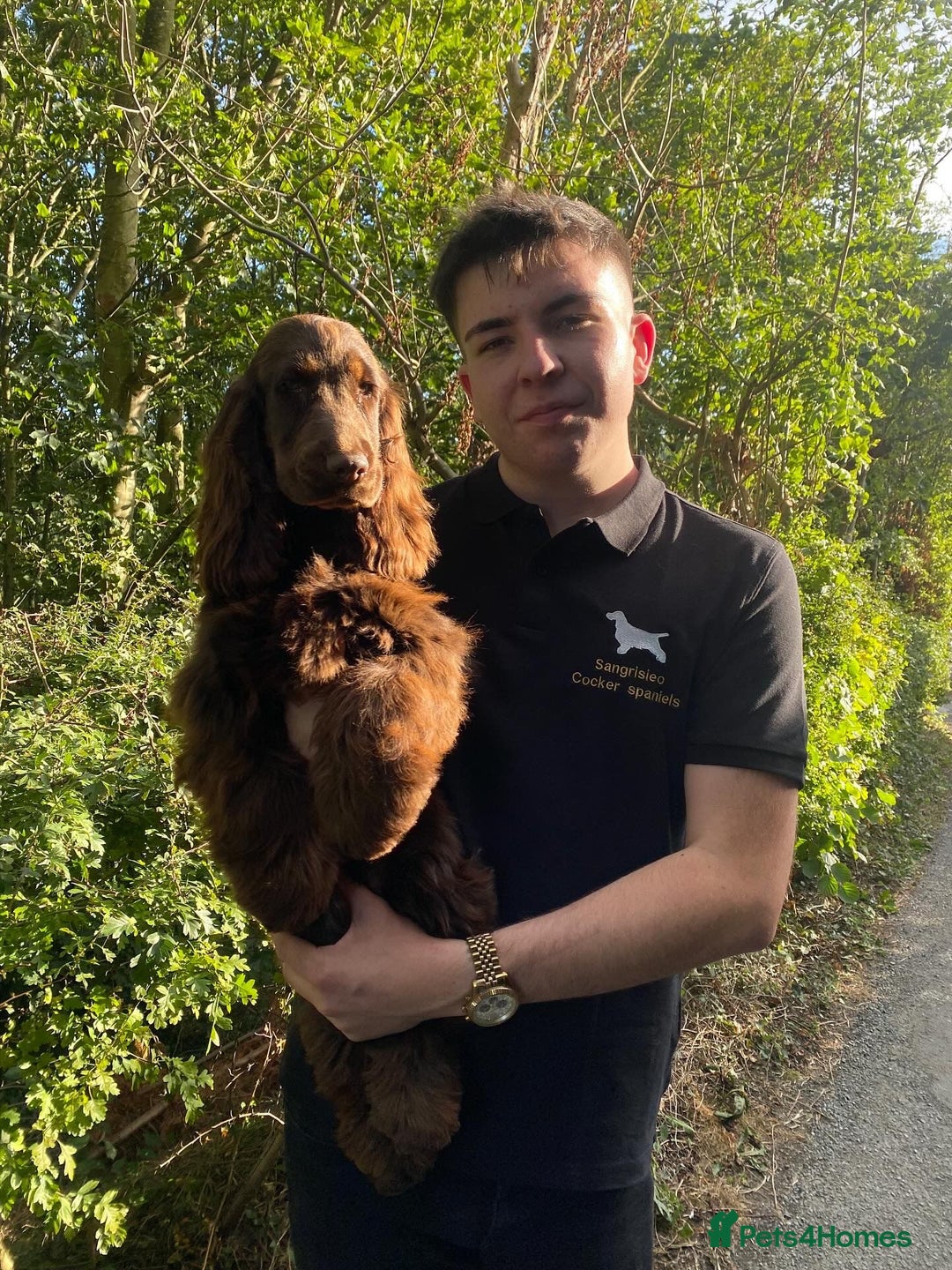 Cocker Spaniel dogs for sale: ✨ Sangriseo Show Cocker Spaniels Waiting List - Image 1
