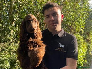 Cocker Spaniel dogs - Advert 15