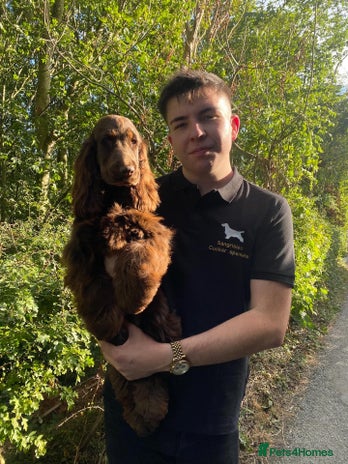 Cocker Spaniel dogs - Advert 6