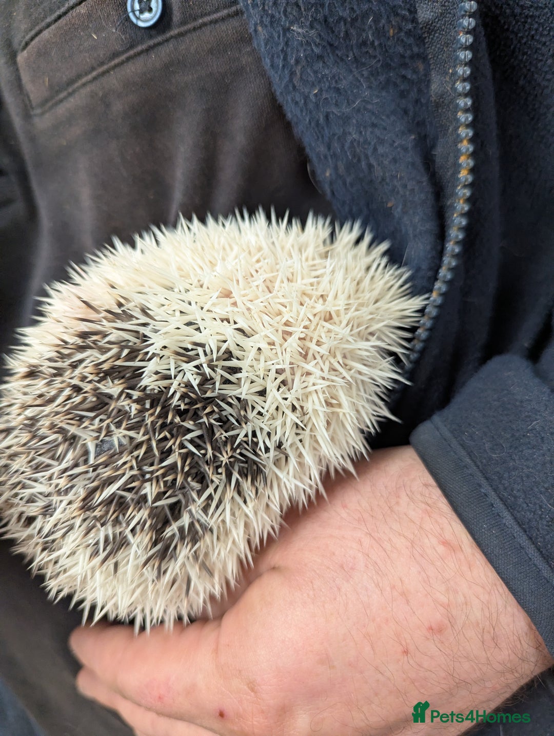 Pygmy Hedgehog rodents for sale: Reverse Pinto Male African Pygmy Hedgehog - Advert 5
