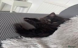 Mixed Breed cats for sale: 2 black half ragdoll kittens - Image 3