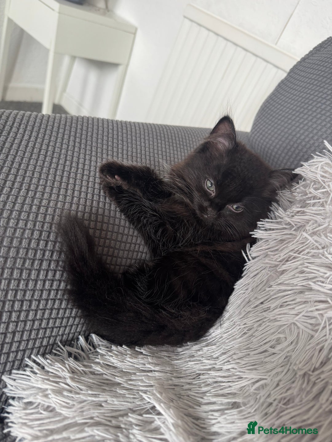 Mixed Breed cats for sale: 2 black half ragdoll kittens - Image 3
