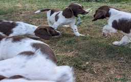 English Springer Spaniel dogs for sale: 2025 FTCH ROSEBAY BLUE,WELL MARKED LITTER ESS PUPS - Image 4