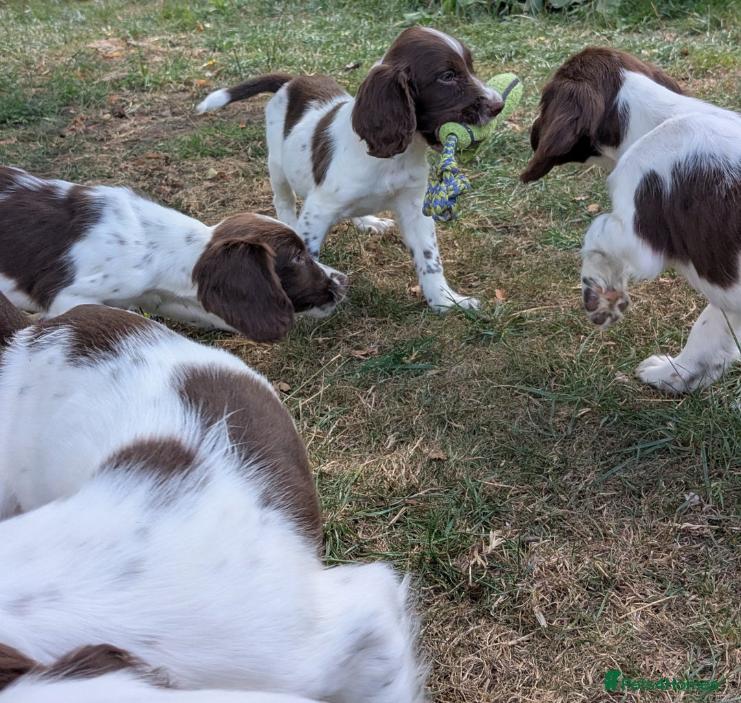 English Springer Spaniel dogs for sale: 2025 FTCH ROSEBAY BLUE,WELL MARKED LITTER ESS PUPS - Image 4