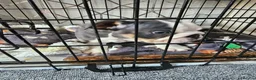 English Bulldog dogs for sale: 9 week old British Bulldog pup - Advert 3
