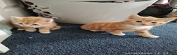 Domestic Shorthair cats for sale: Gorgeous Ginger Kittens Looking for Forever Home - Advert 4