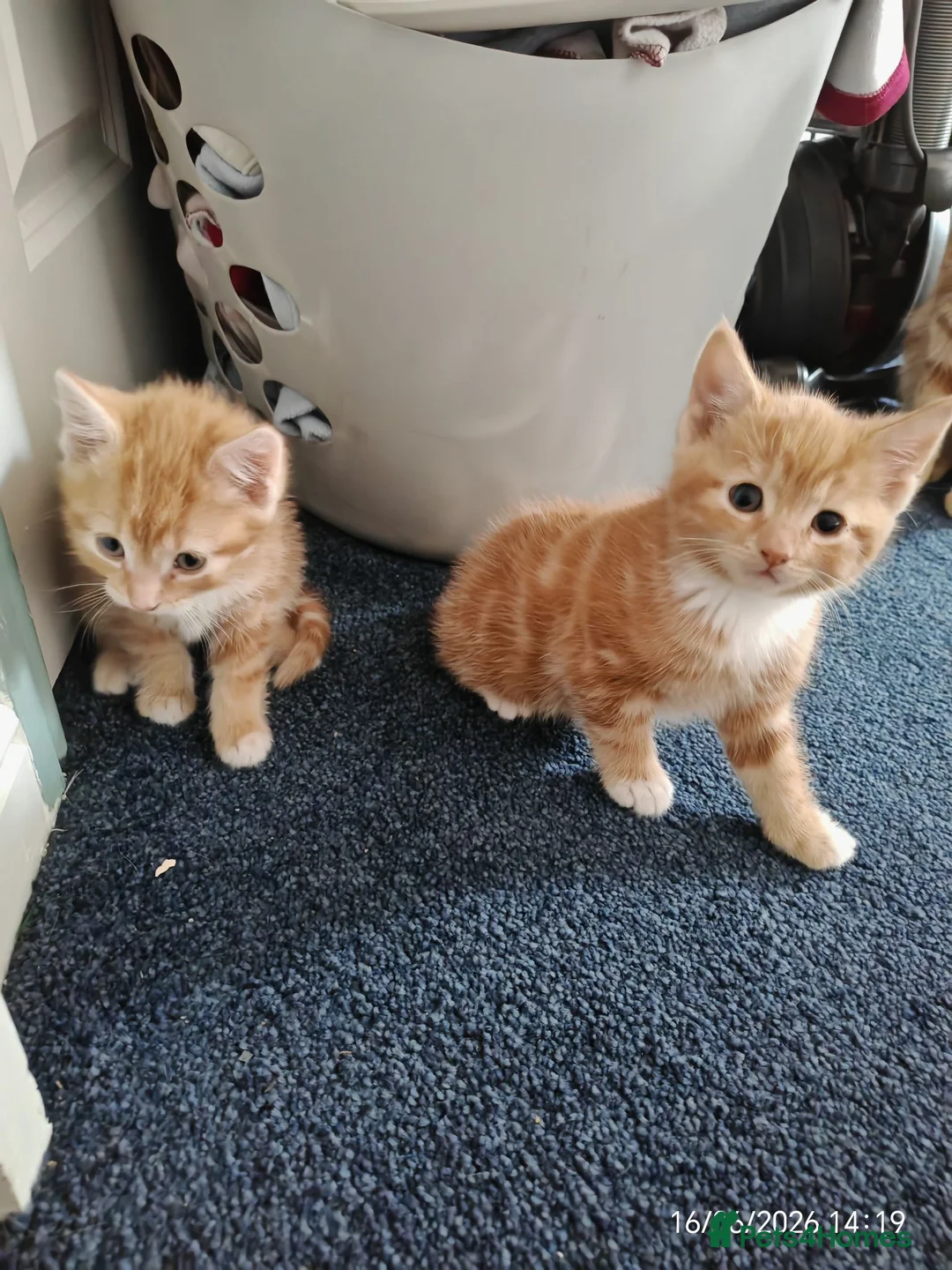 Domestic Shorthair cats for sale: Gorgeous Ginger Kittens Looking for Forever Home - Advert 4