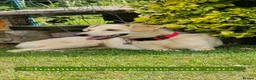 Mixed Breed dogs for adoption: Shannon, 6 months approx, Available for adoption. - Advert 6