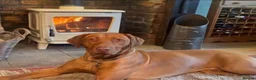 Rhodesian Ridgeback dogs for sale: 2yr 10m KC reg beautiful Rhodesian Ridgeback  - Advert 1