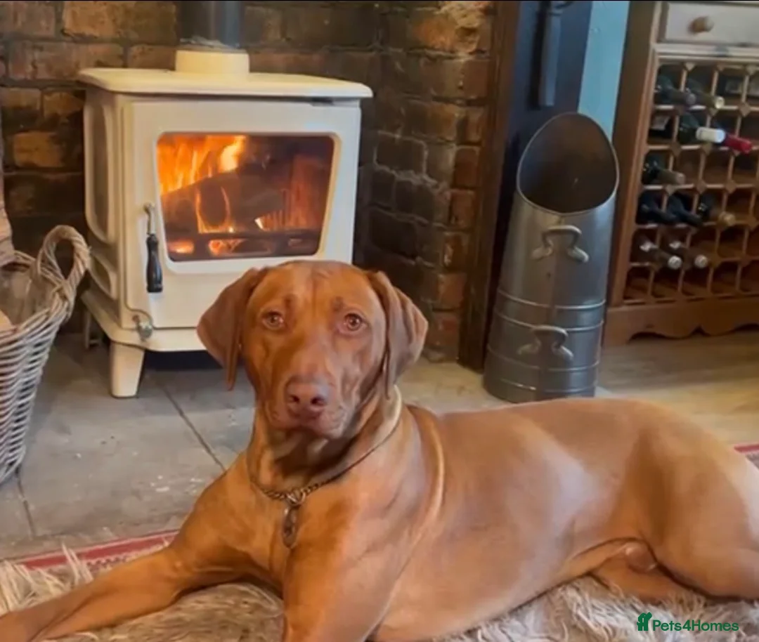 Rhodesian Ridgeback dogs for sale: 2yr 10m KC reg beautiful Rhodesian Ridgeback  - Advert 1