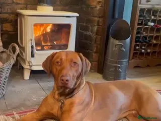 Rhodesian Ridgeback dogs 2yr 10m KC reg beautiful Rhodesian Ridgeback - Advert 1