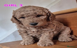 Mini Goldendoodle dogs for sale: F1b Red Miniature Goldendoodles tested parents - Image 32