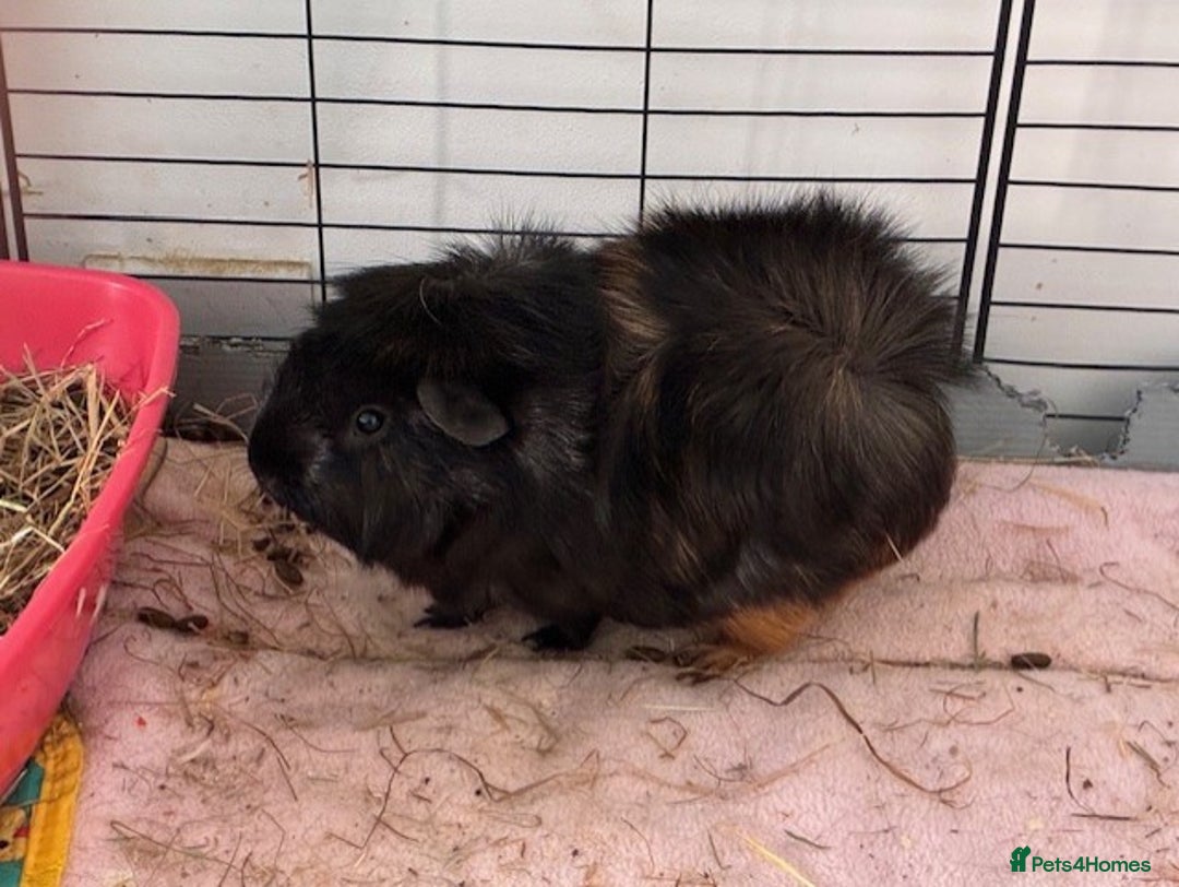 Guinea Pig rodents for sale: 4 Guinea Pigs - Advert 4