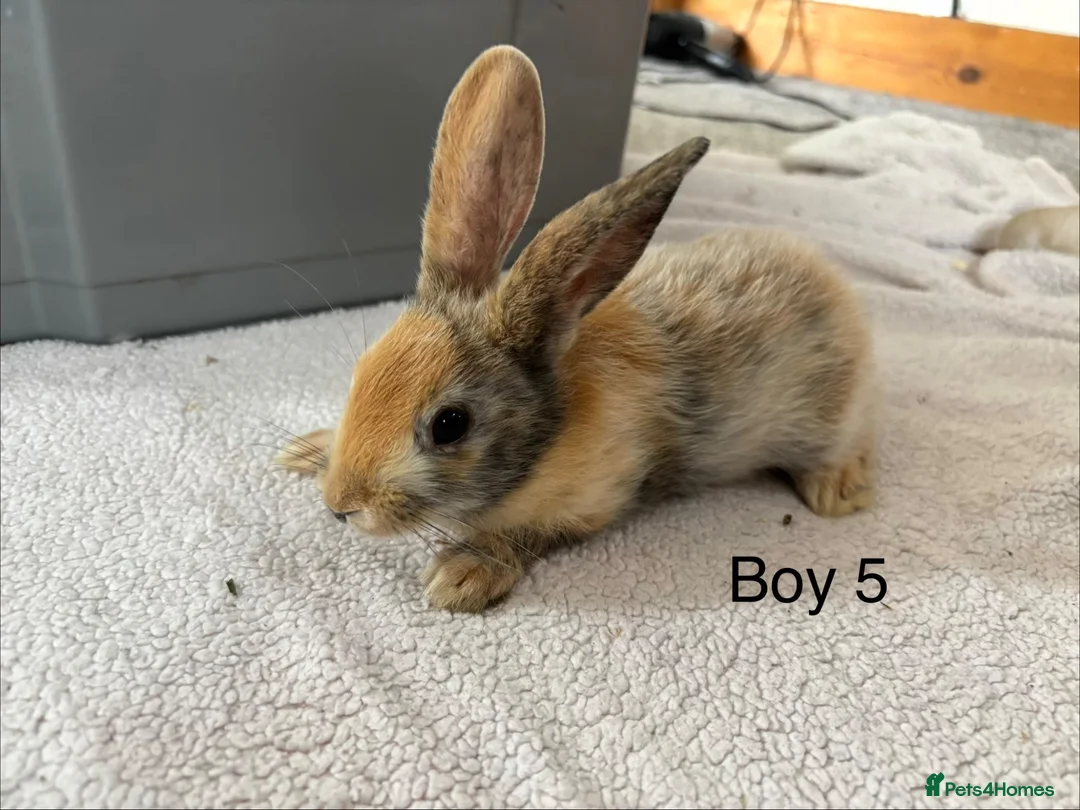 English Lop rabbits for sale: Himalayan x lop bunnies  - Advert 15