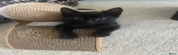 Mixed Breed cats for sale: 🐾 6 LOVELY, FRIENDLY KITTENS – 5 BOYS & 1 GIRL 🐾 - Advert 18