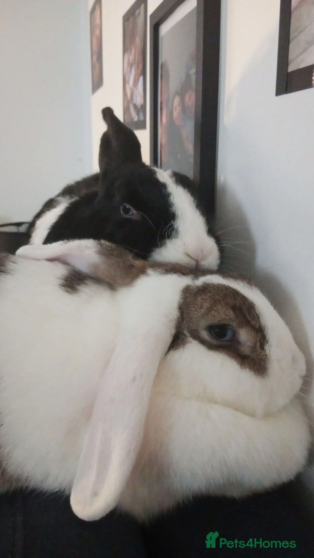 Mini Lop rabbits for sale: Female rabbit thumper male rabbit badger - Advert 2