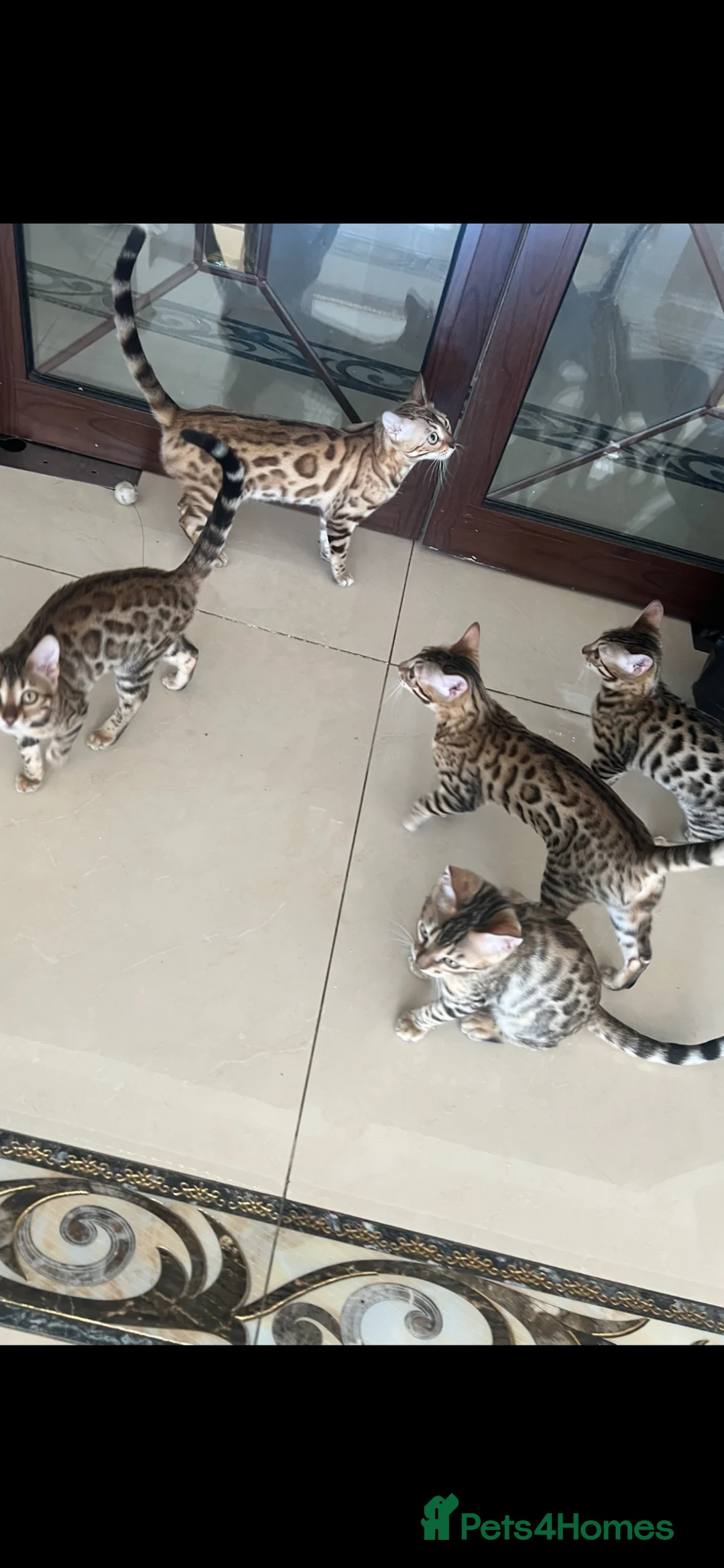 Bengal cats for sale: Stunning bengal cats in Chigwell - Advert 1