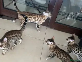 Bengal cats Stunning bengal cats - Advert 3