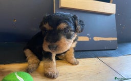 Lakeland Terrier dogs for sale: Lakeland Terrier pups - working style black & tan! - Image 22