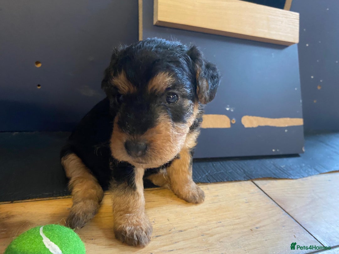 Lakeland Terrier dogs for sale: Lakeland Terrier pups - working style black & tan! - Image 22