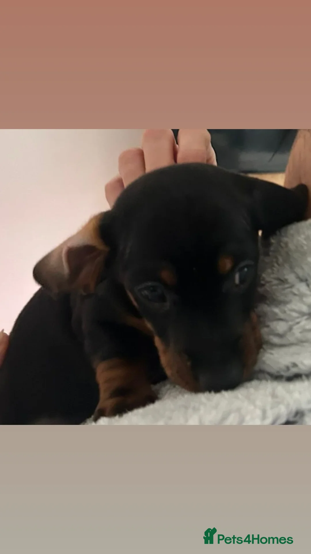 Dachshund dogs for sale: Dachshund puppies  - Advert 23