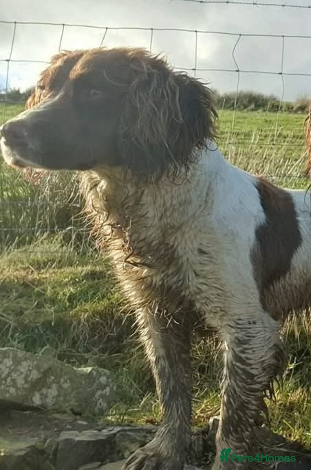 English Springer Spaniel dogs for sale: Springer pups - Image 6