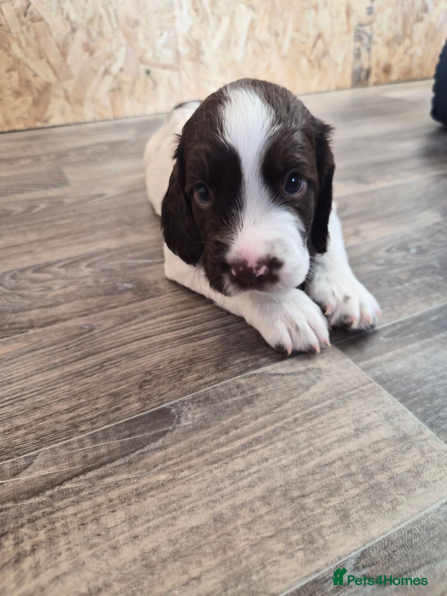 English Springer Spaniel dogs *One puppy left* KC English Springer Puppies - Advert 1