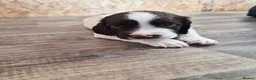 English Springer Spaniel dogs for sale: *One puppy left* KC English Springer Puppies - Advert 2