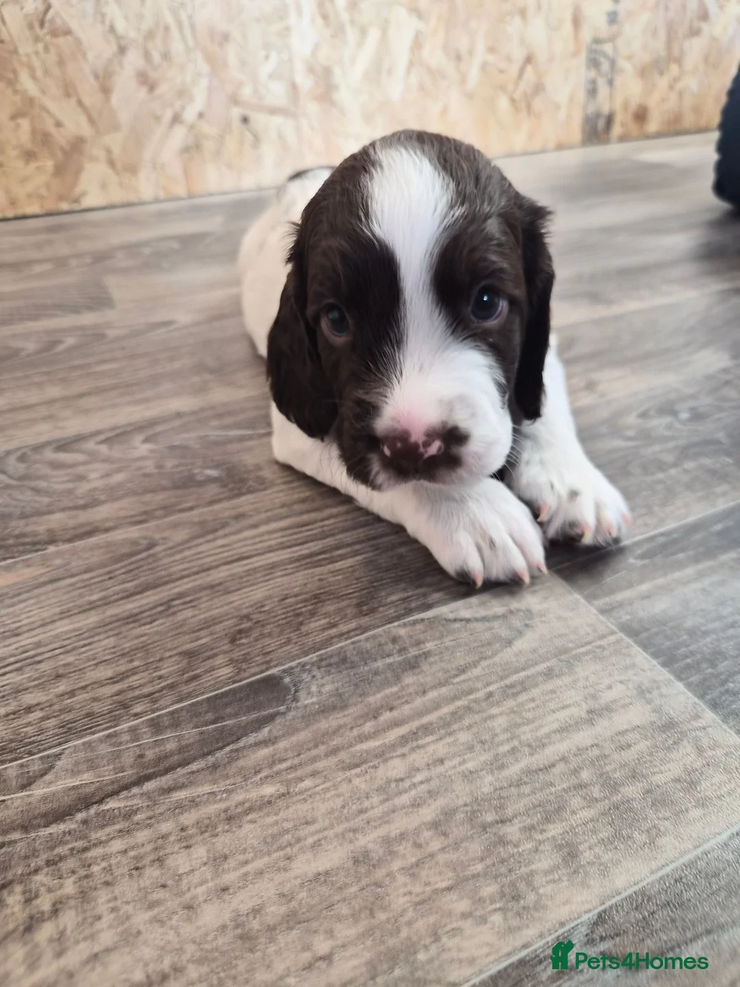 English Springer Spaniel dogs for sale: *One puppy left* KC English Springer Puppies - Advert 2