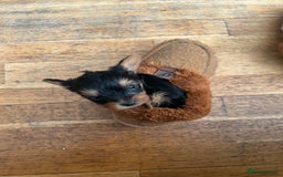 Yorkshire Terrier dogs for sale: Ready to leave  - Image 14