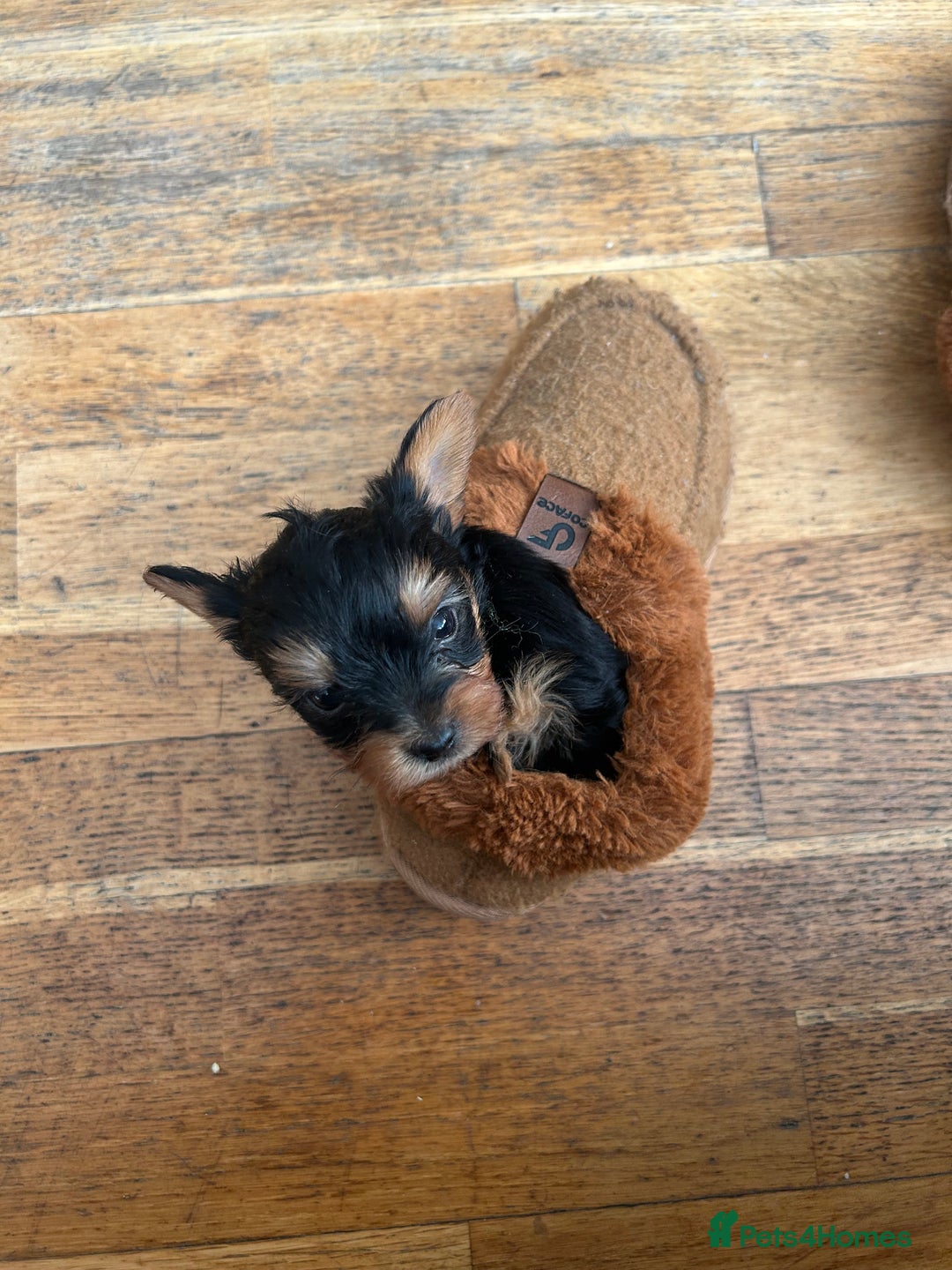 Yorkshire Terrier dogs for sale: Ready to leave  - Image 14