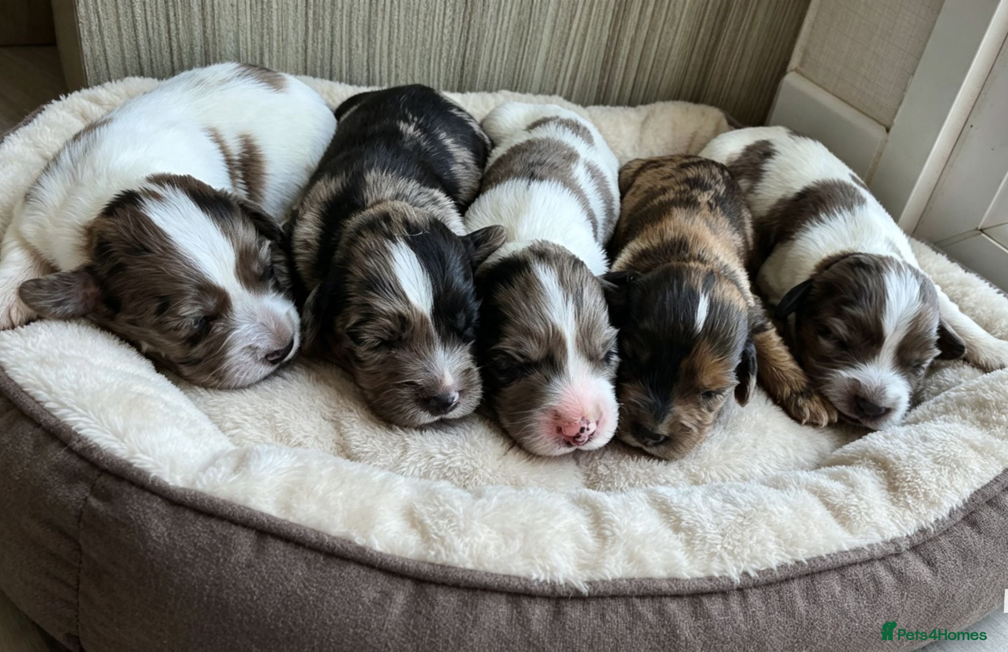 Cocker Spaniel dogs Working cocker spaniel  - Advert 7