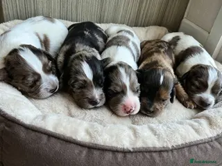 Cocker Spaniel dogs Working cocker spaniel - Advert 1