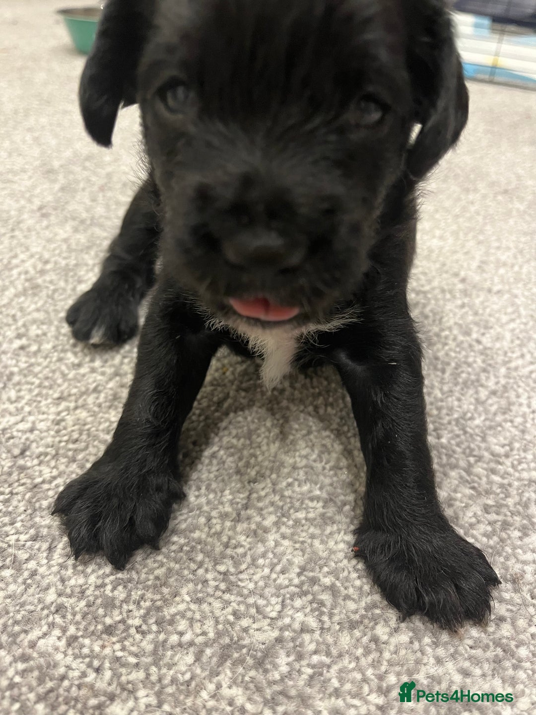 Mixed Breed dogs for sale: Schnockers  - Image 15