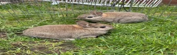 Netherland Dwarf rabbits for sale: Adorable Netherlands Dwarfs - Advert 1