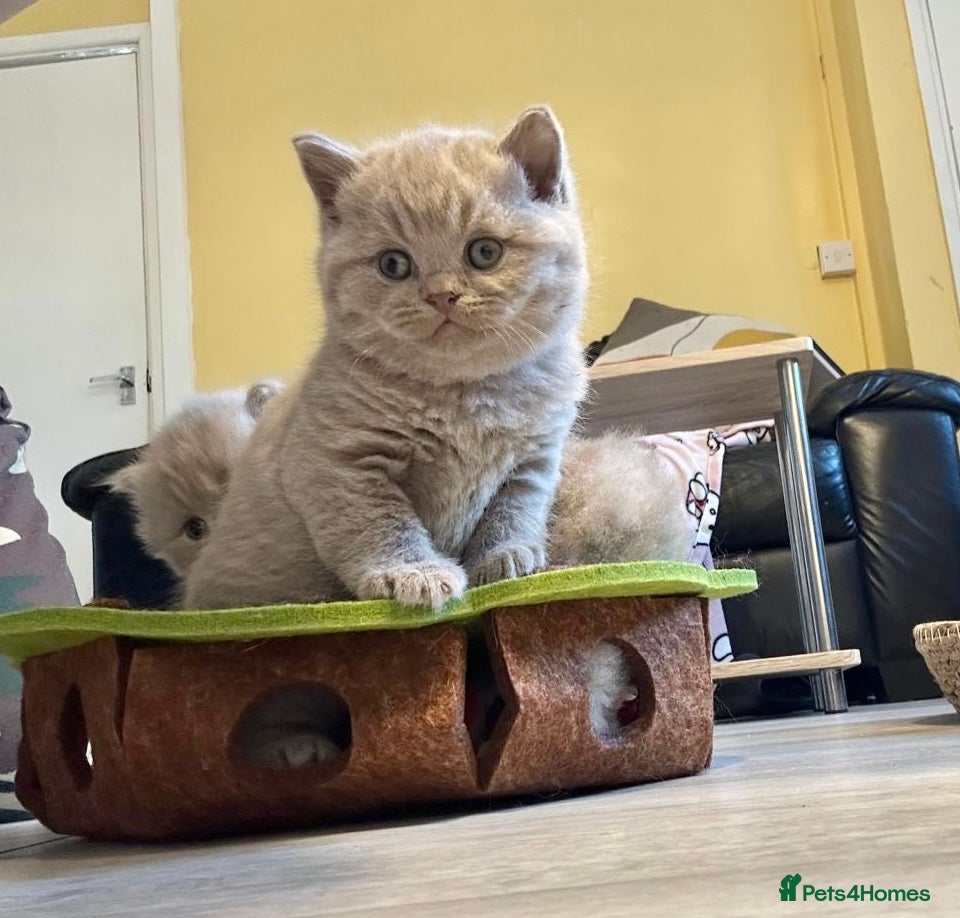British Shorthair cats 100% pure pedigree GCCF reg BSH Kittens  - Advert 18